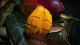  From Skin To Hair: 6 Mango Leaves Benefits To Boost Your Health