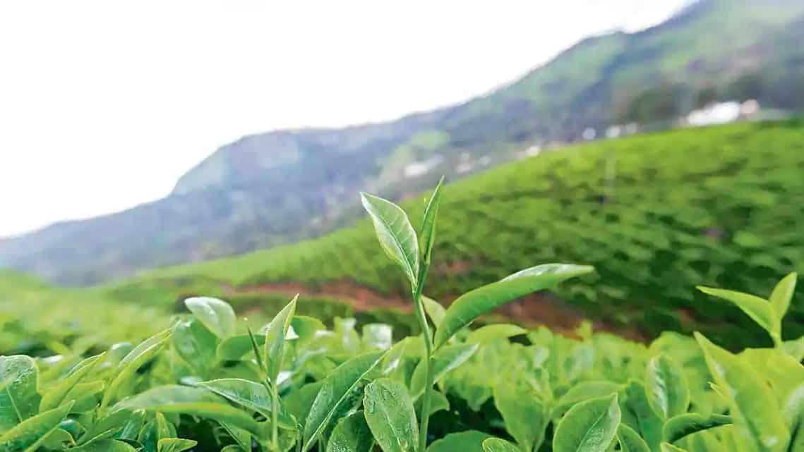How teas from Uttarakhand survived extinction