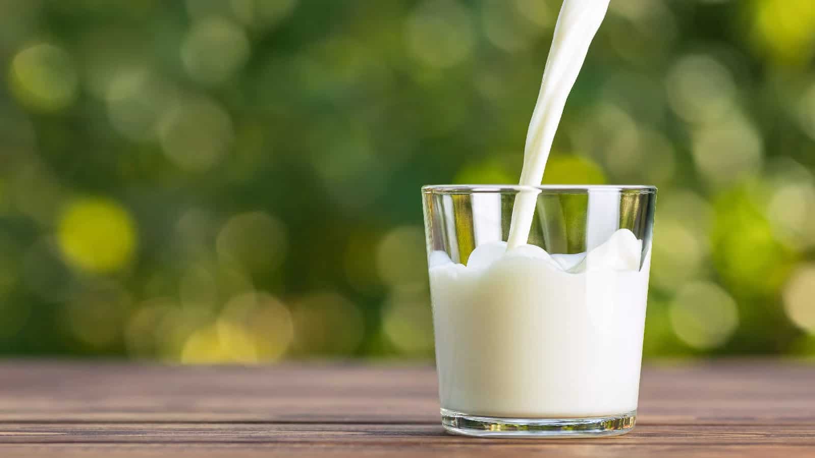 Is milk better for your health when it’s hot or cold? Let’s find out