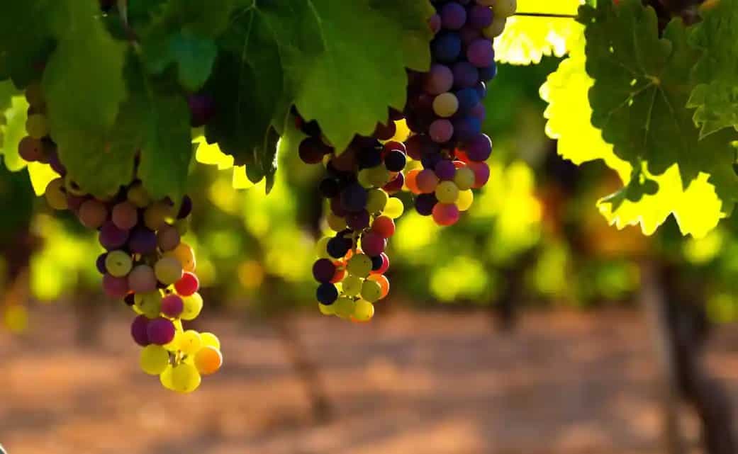 China aims to make wines better than Bordeaux