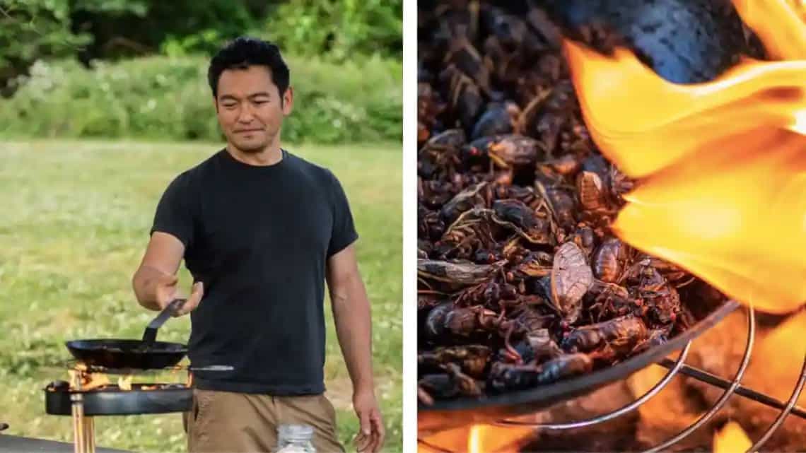 Cooking for peace with insects