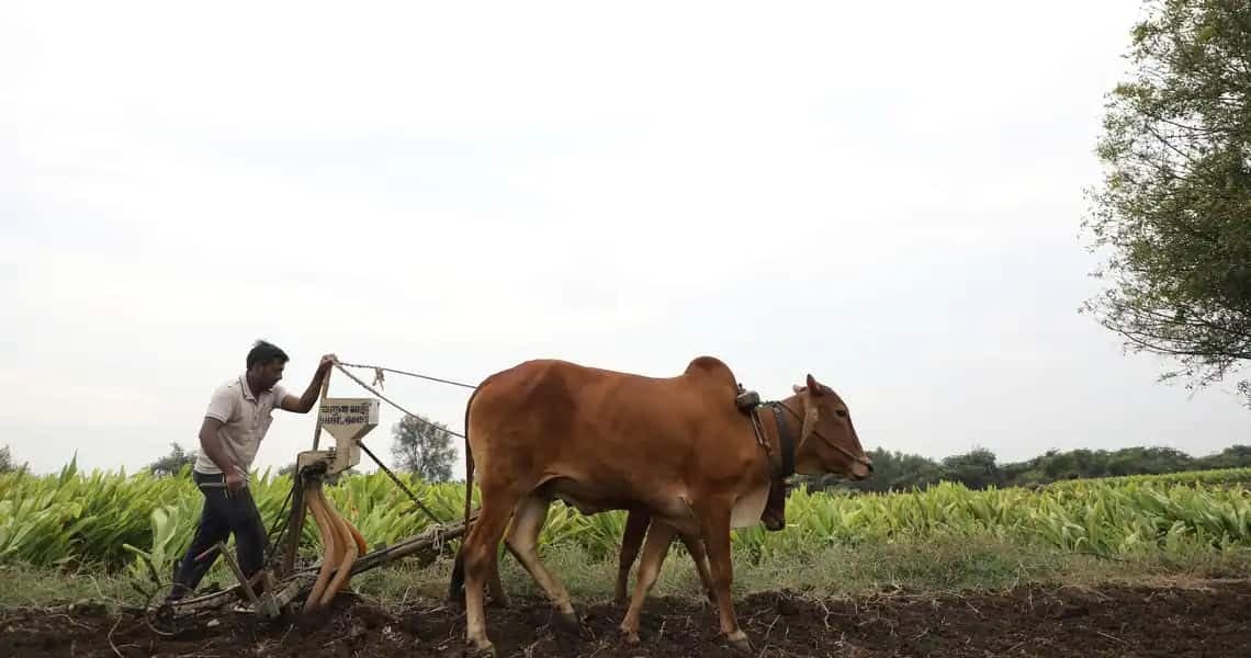 How heavy rains affected 7 lakh farmers in Maharashtra