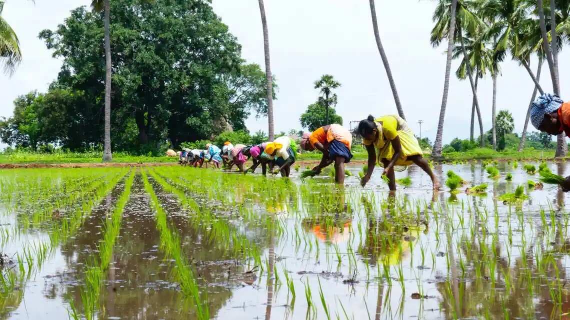 Why the black market for fertilizers is booming in India