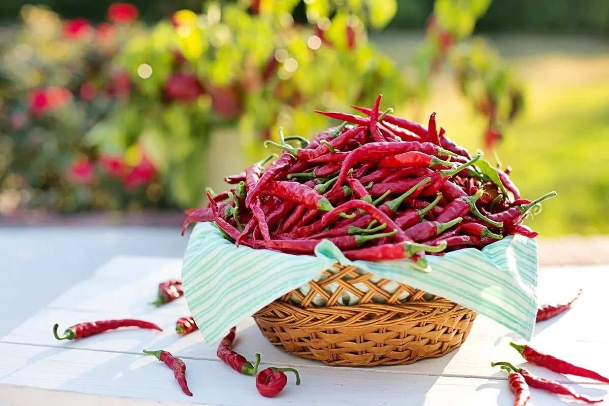 Manipur’s Hathei Chilli And Tamenglong Orange Bag GI Tag