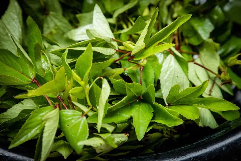 Ambadi: The Queen Of Vegetables From Telangana 