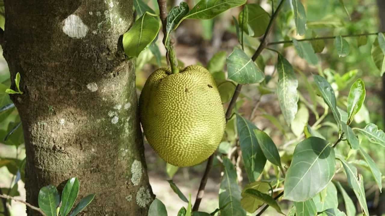 Durian: The Fruit That Has The World Divided 