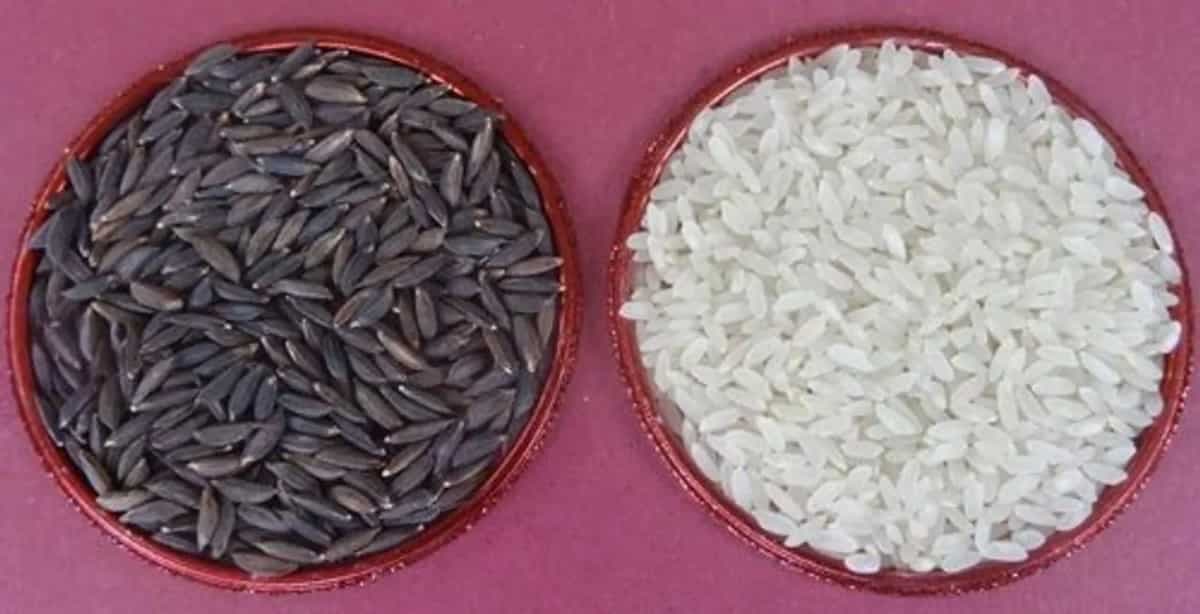 UP's 'Kalanamak' Rice Earn PM's Award: All You Need To Know About This Rice