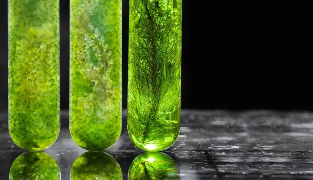 Algal Oil: This Nutrient-Dense Vegan Oil Is The Latest Superfood