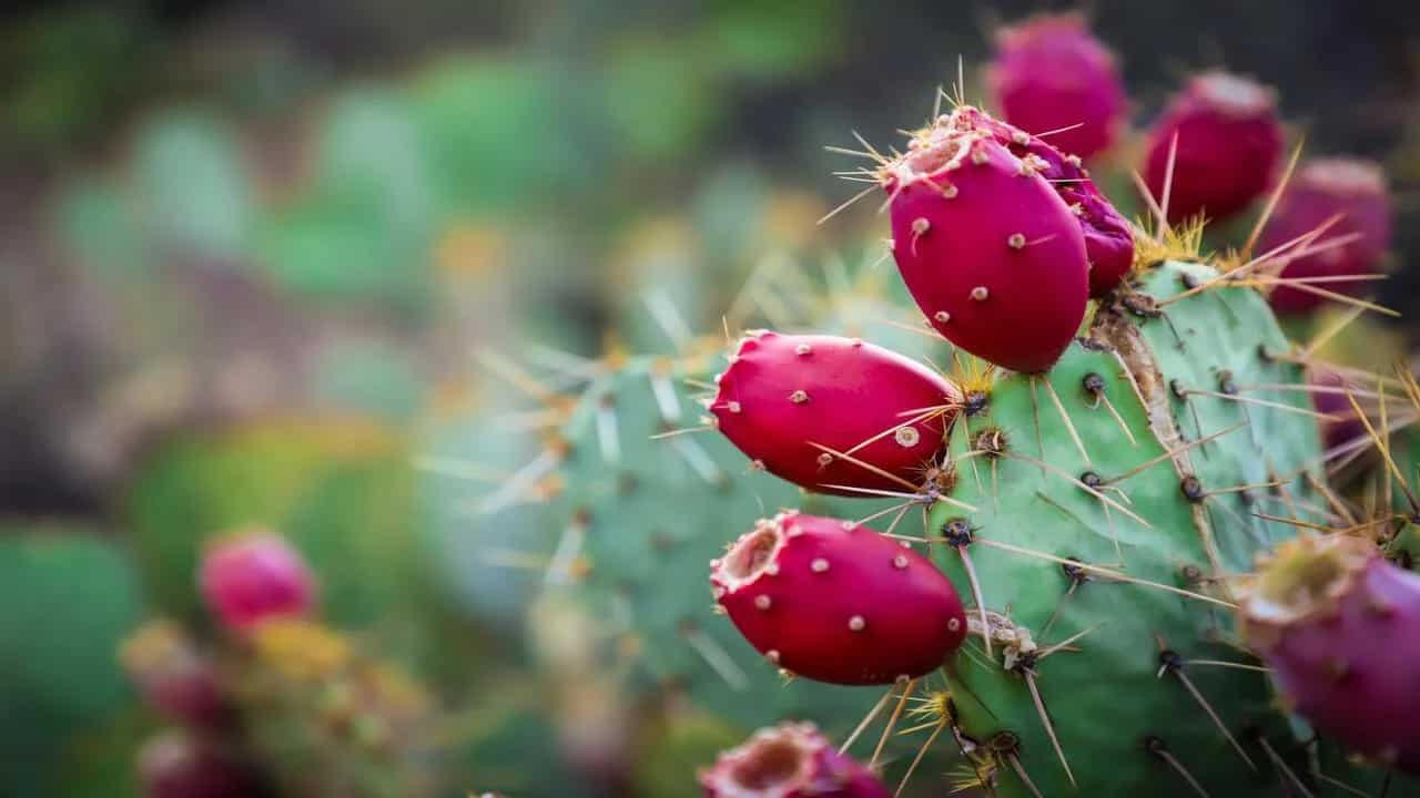 Prickly Pear: What Benefits Does This Cactus Carry?