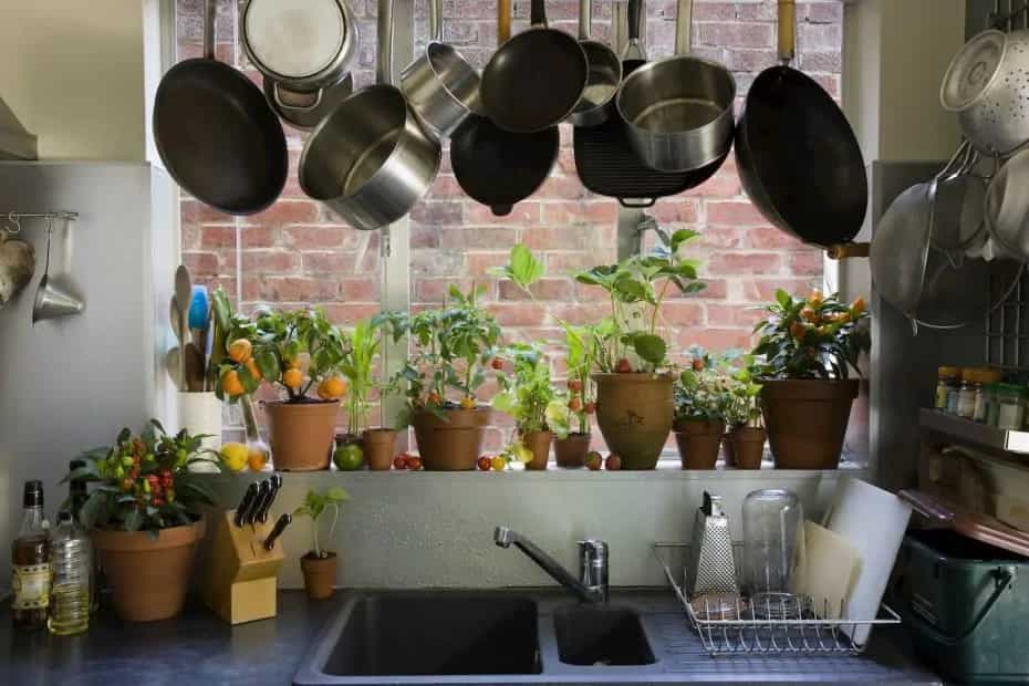 Enliven Your Kitchen Space With These 4 Indoor Plants