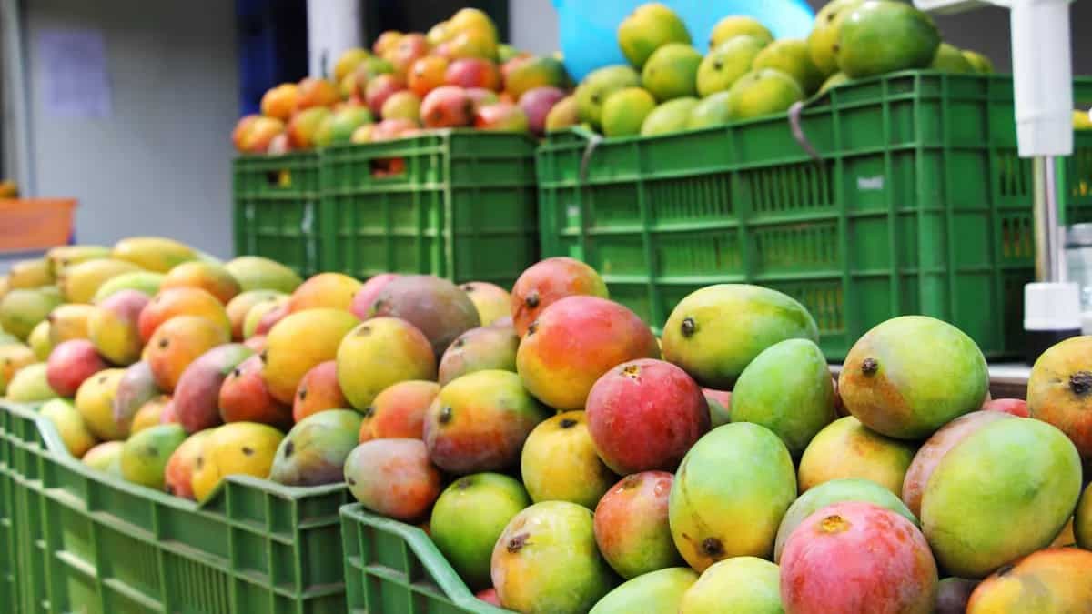 This Lucknow Aam Mahotsav Is A Tribute To The ‘King Of Fruits’ 