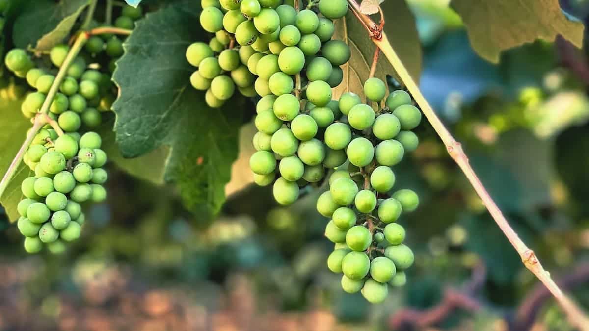 3 Amazing Vineyards In South India