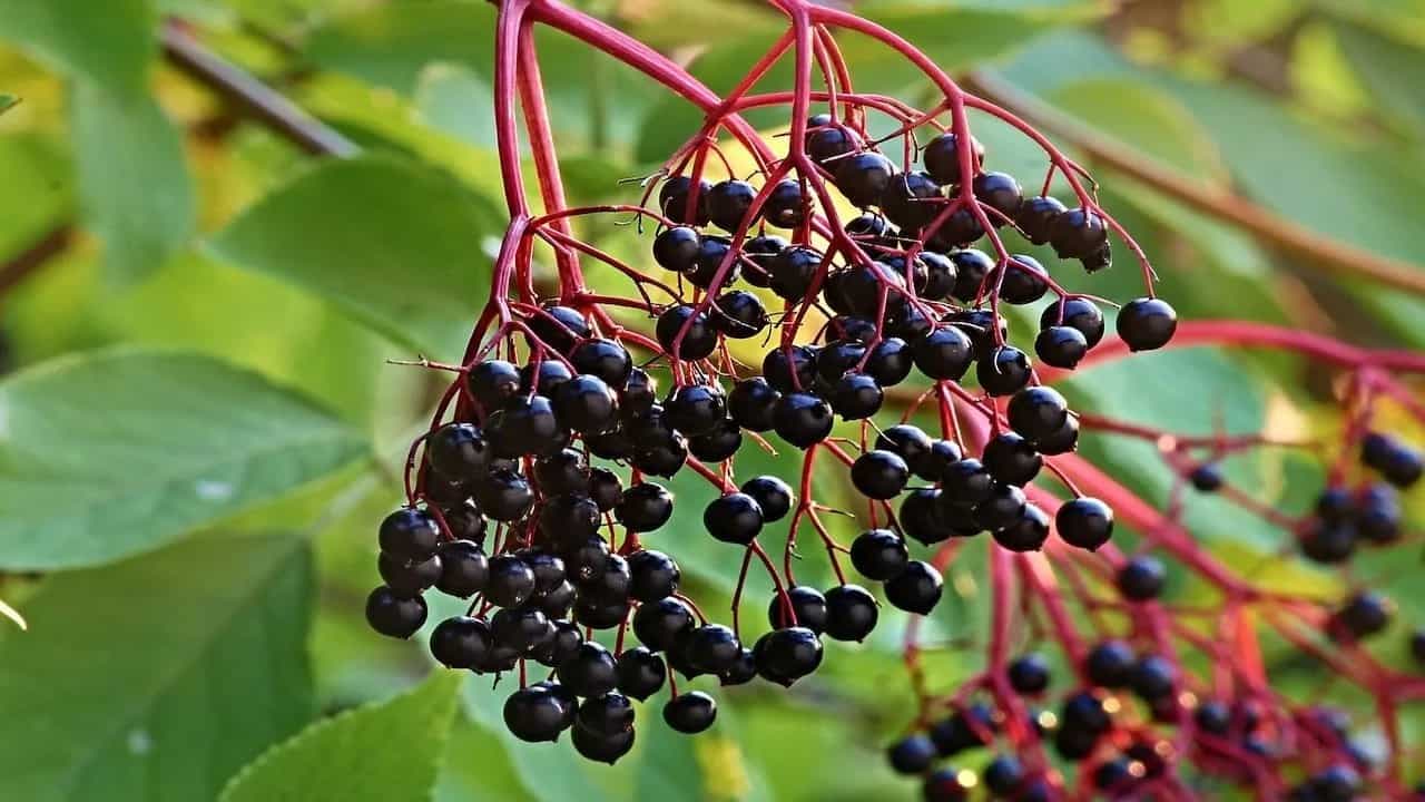 Berry Tasty: Have you Tried Elderberry Yet? 