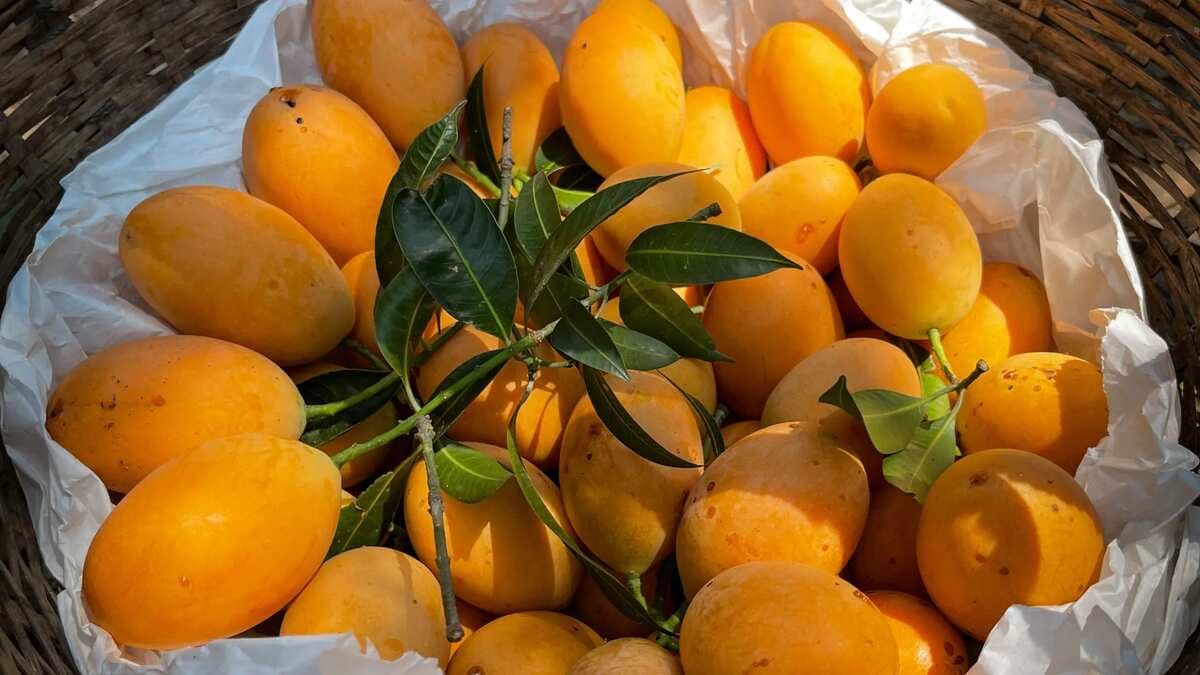 Bengaluru Gets Ready For Iconic Mango Party At Ranga Shankara