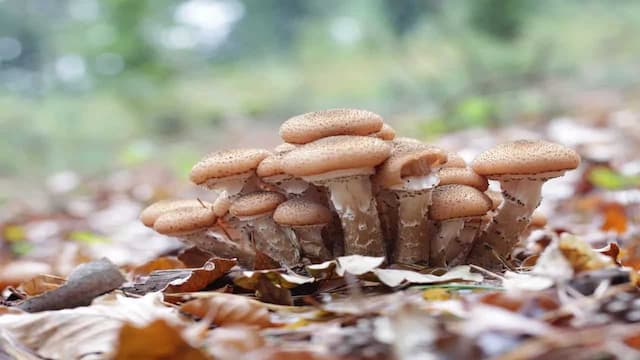 Is Honey Mushroom Edible or Toxic? Let’s Find Out