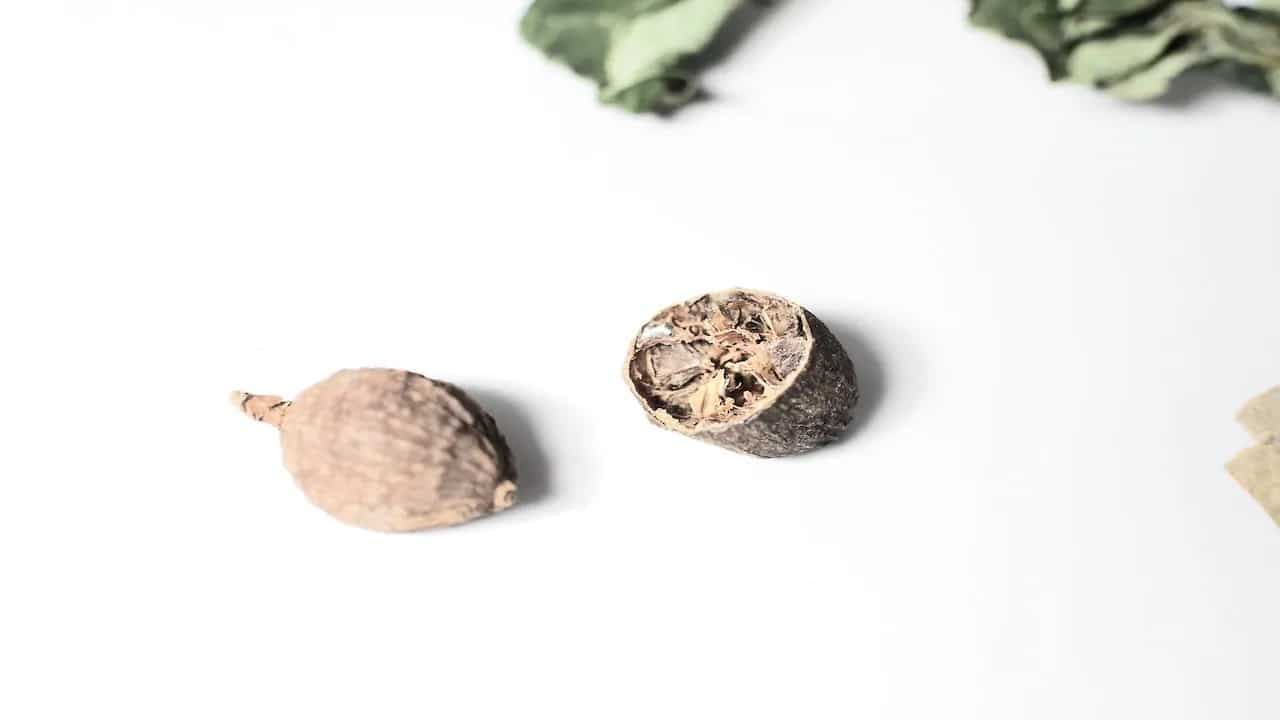 Nutmeg: The Spice That Caused Wars