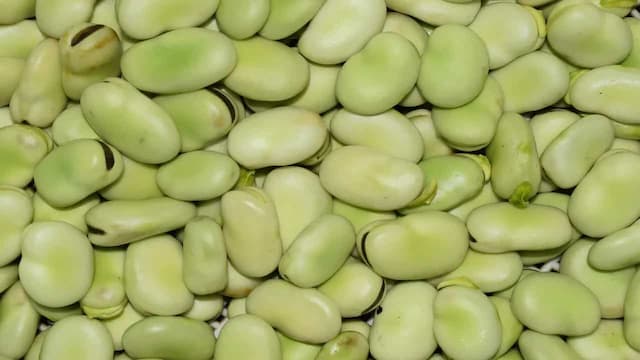 Bean There: 5 Health Benefits of Fava Beans You Didn’t Know 