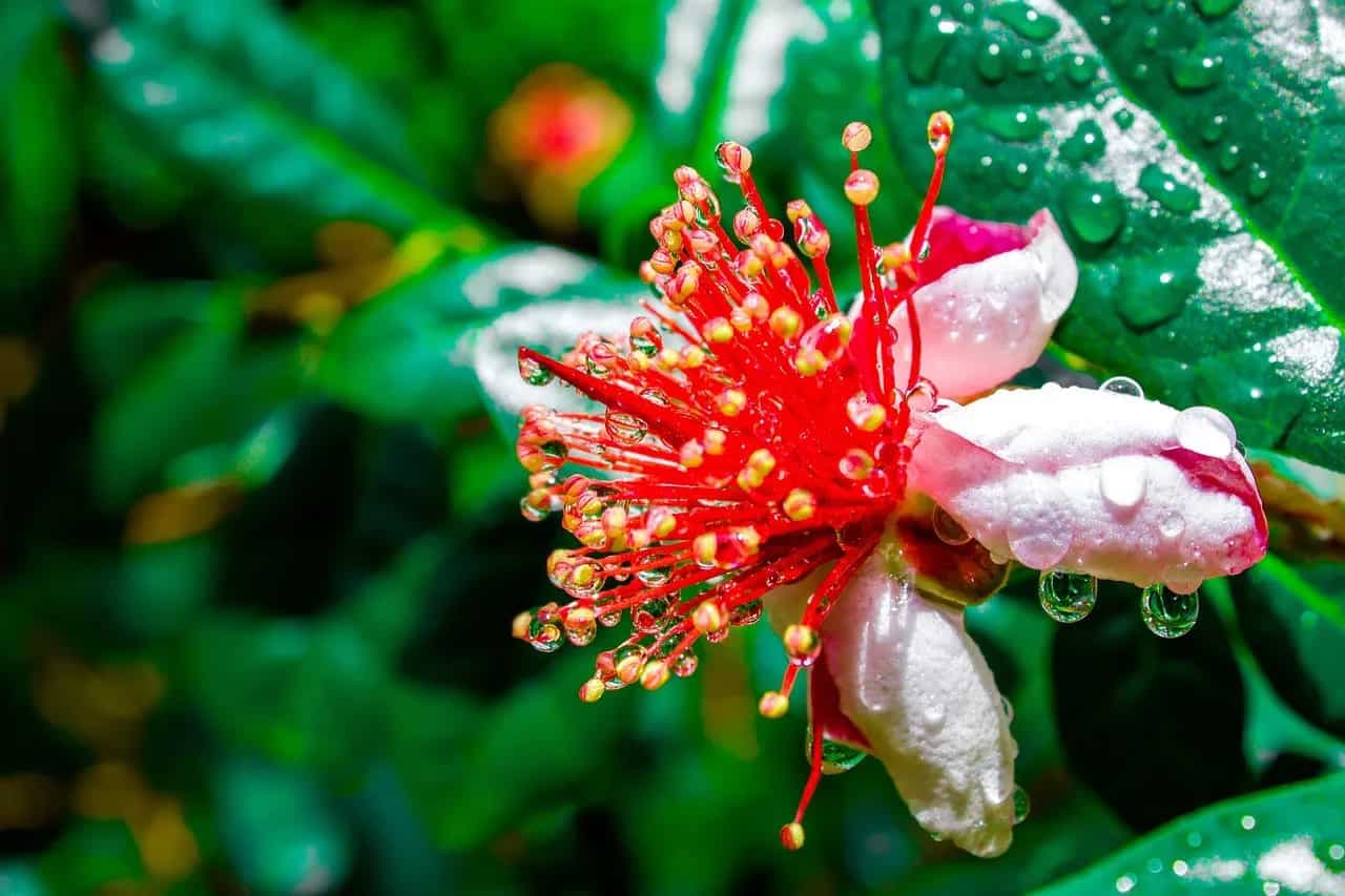 It’s Feijoa Time: 5 Ultimate Health Benefits of this Exotic Fruit 