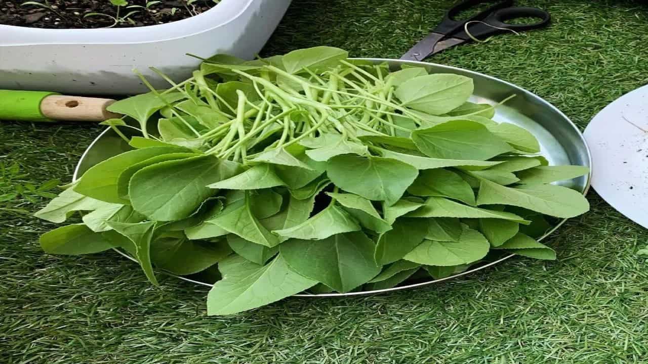 What Are Sorrel Leaves? 5 Reasons Why You Should Have Them