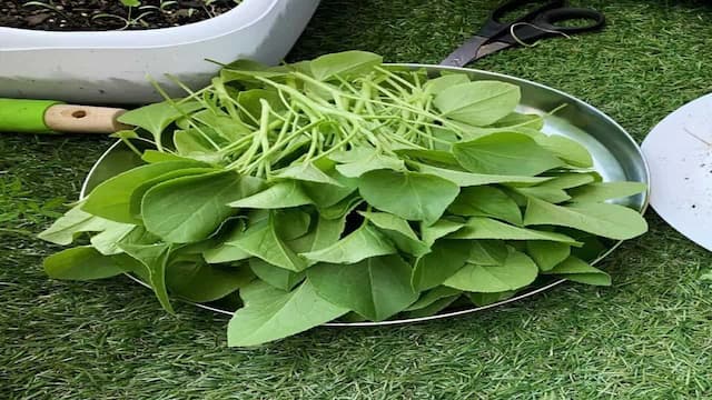 What Are Sorrel Leaves? 5 Reasons Why You Should Have Them