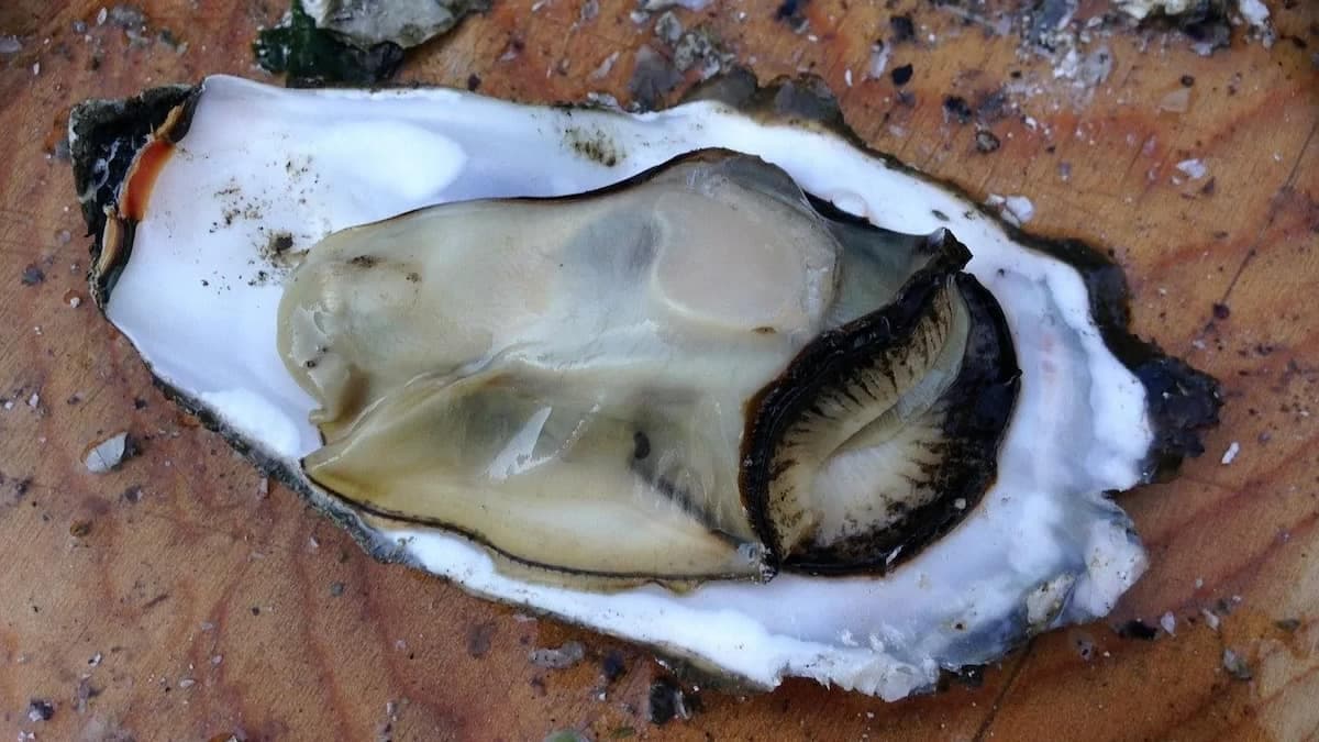 Oysters And More: Five Foods That Are Aphrodisiacs