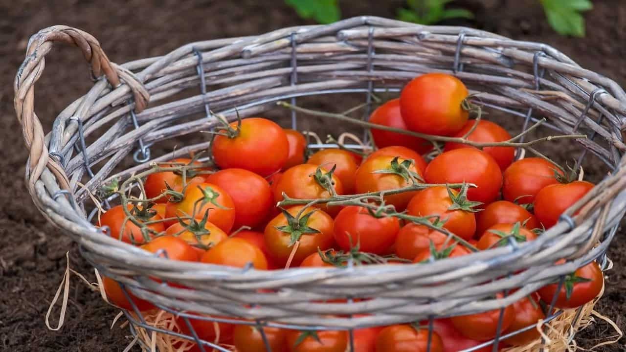 Once a Poisonous Fruit, Now a Significant Part of Daily Cooking: A Roller Coaster Journey of Tomatoes