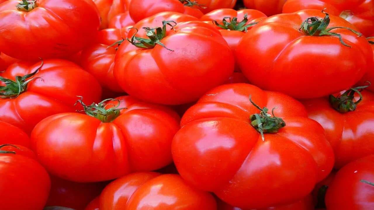 Viral: New World Record Set For Growing 839 Tomatoes From A Single Stem 