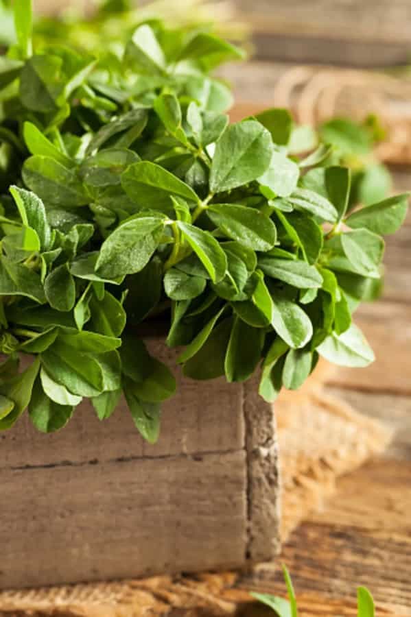 Preserve Methi Leaves For Longer Time With These Storage Tips