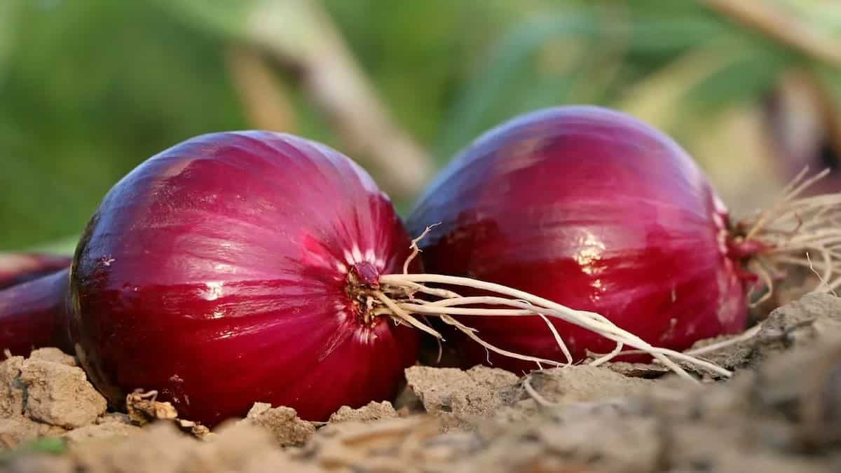 Where Did Onions Originate And How They Came to India?