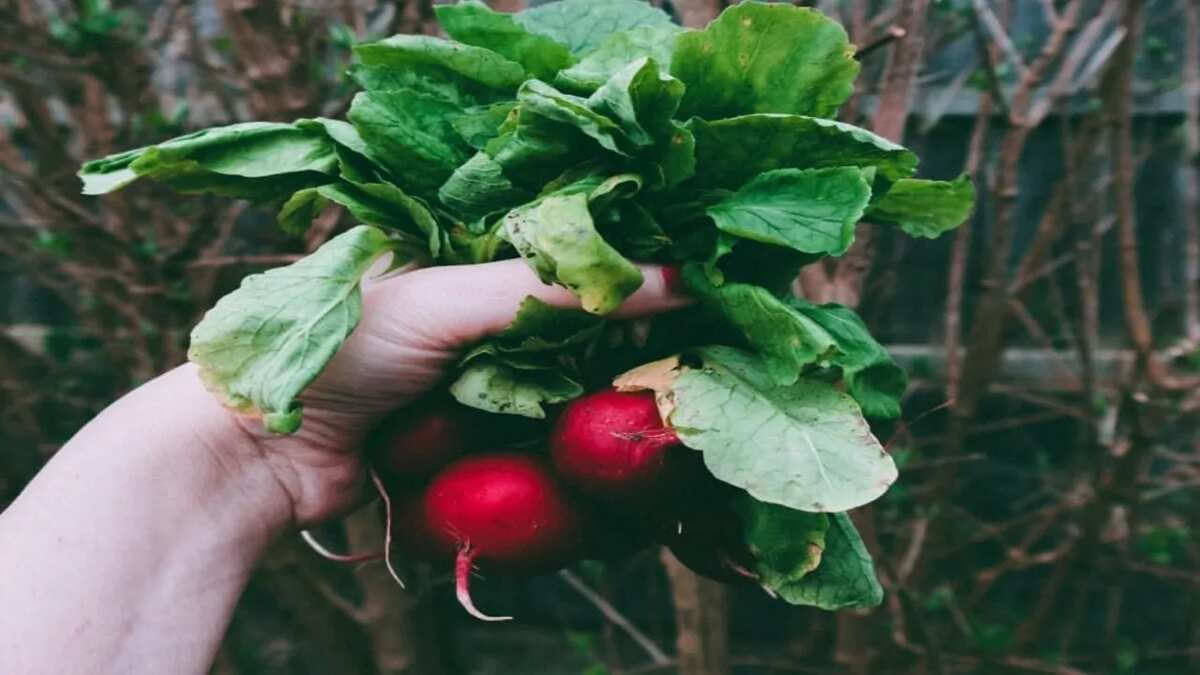 4 Lesser-Known Edible Leaves That Taste Amazing