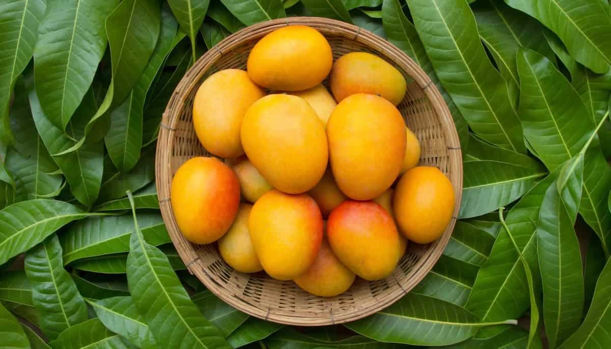 National Mango Day: 5 Ways To Enjoy Mango Till The Next Season