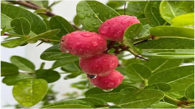 4 Amazing Benefits of Karonda Fruit That You Must Know