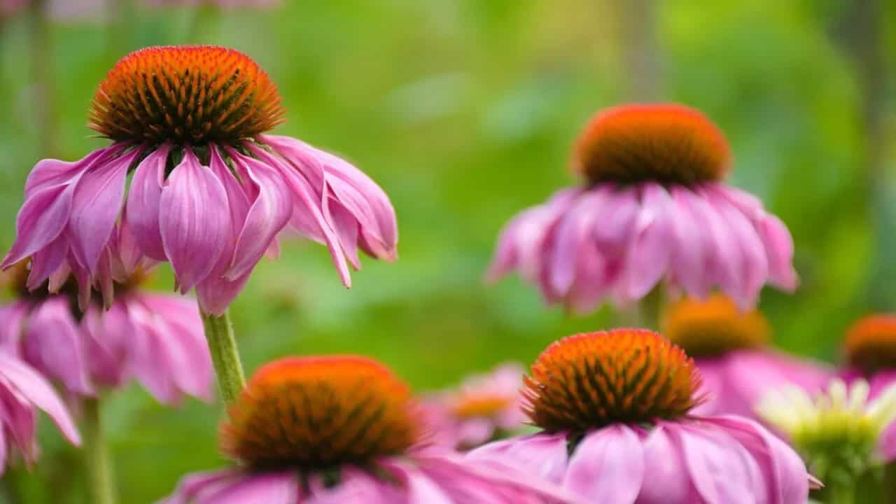 Echinacea Benefits: Is This Just An Ordinary Plant Or Something More?