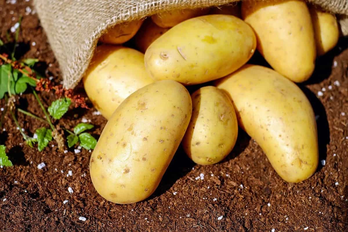 Chennai’s 20-Year Old Potato Has Left The Internet Gobsmacked