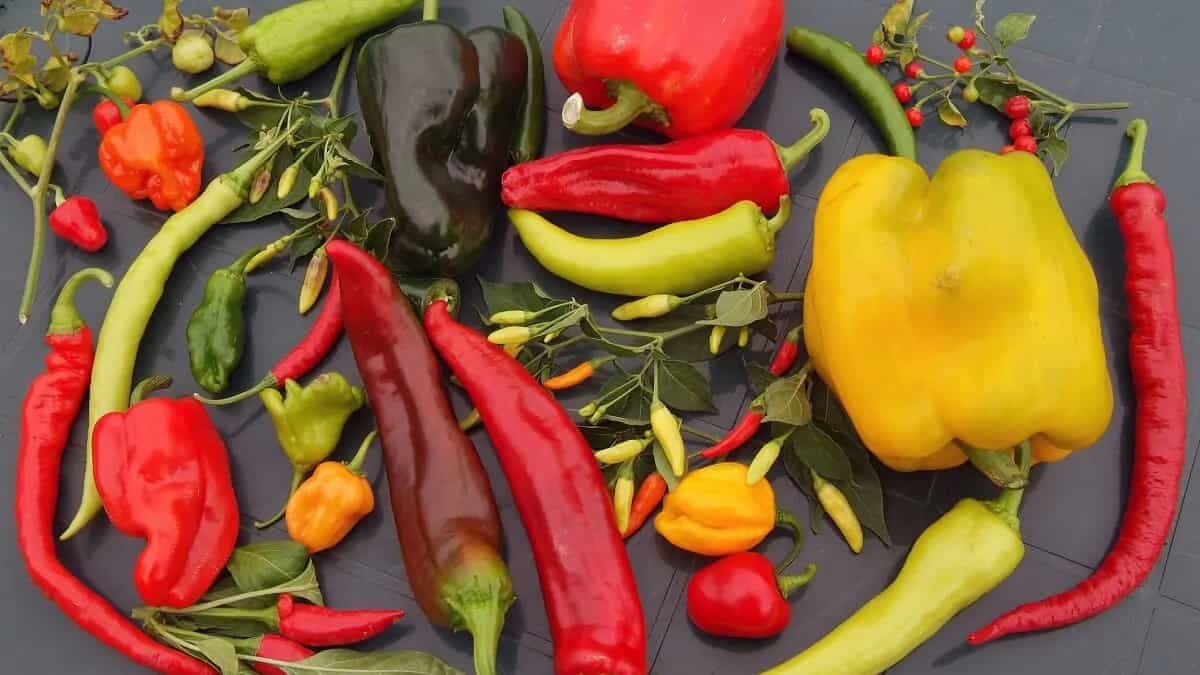 Do You Know These Chillies Have Shaped Indian Food For Ages?