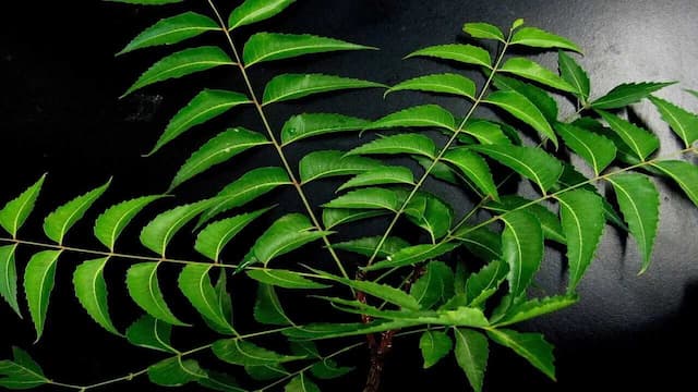 Covid 19: How To Make Neem-Giloy Kadha For Immunity