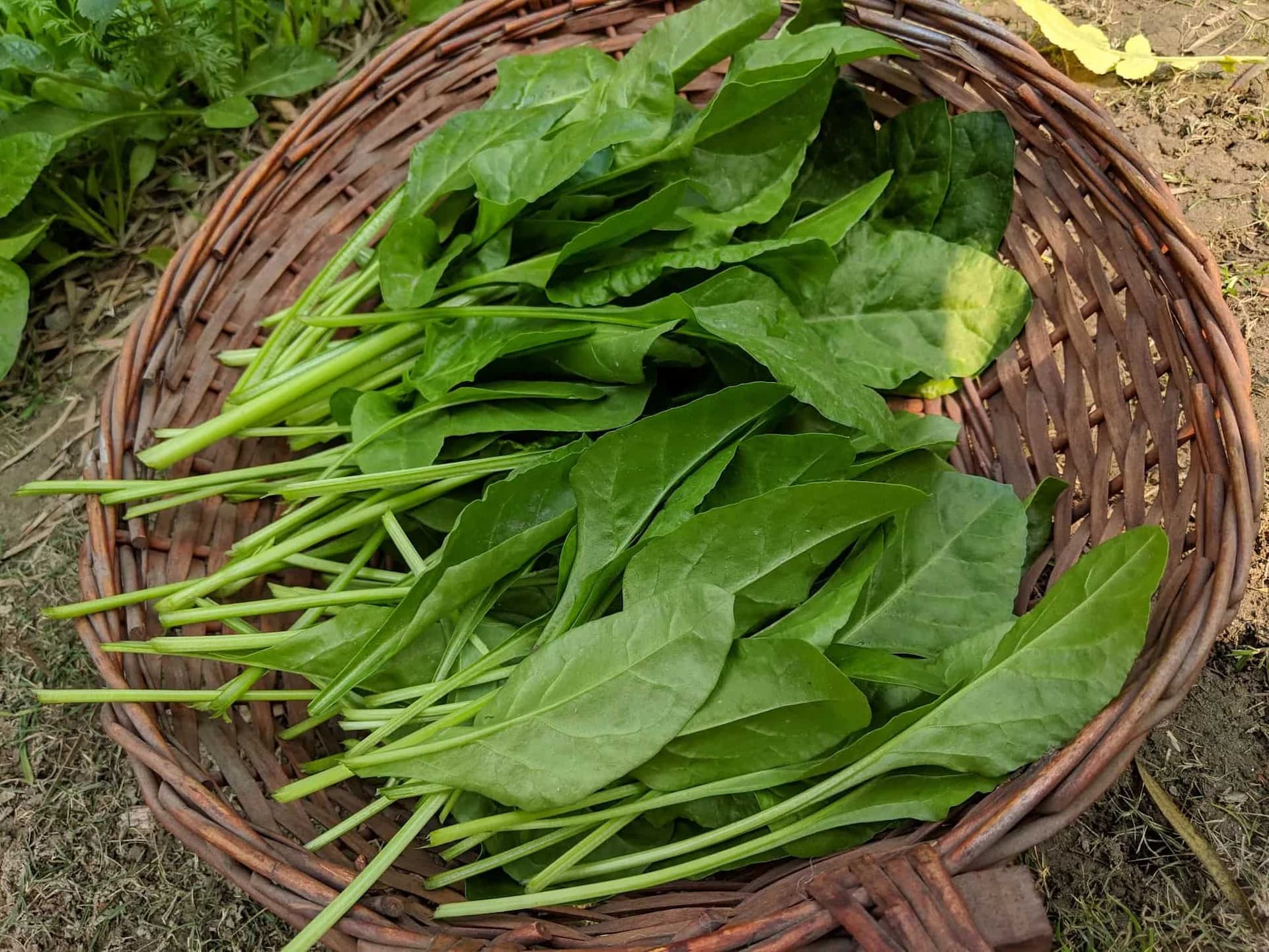 Leafy Greens That Will Light Up your Plate This Winter