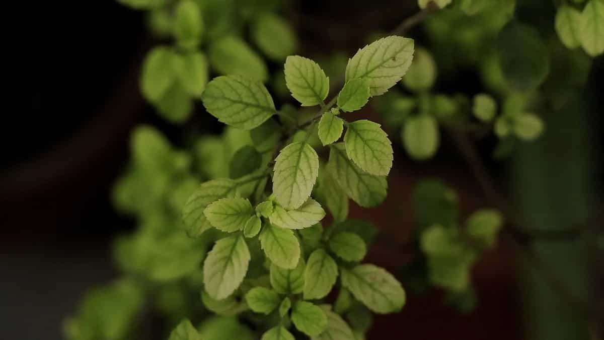 How Can You Include Tulsi In Your Diet