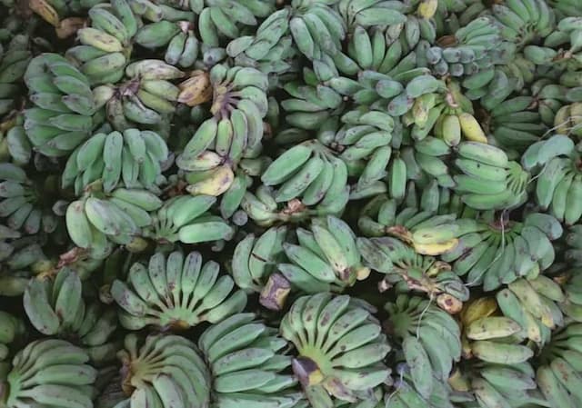 Plantain: A Fruit With A Vegetal Flavour, Versatility And Health