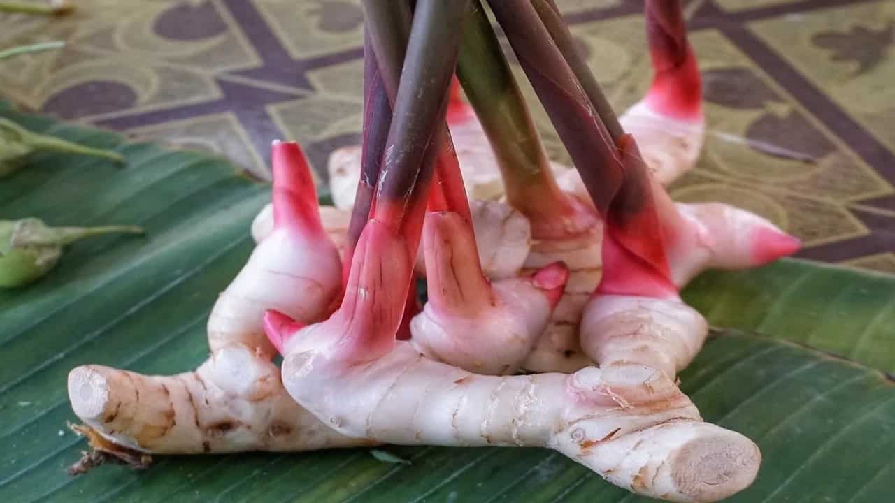 Galangal Root: This Ginger-like Spice Has Immense Benefits