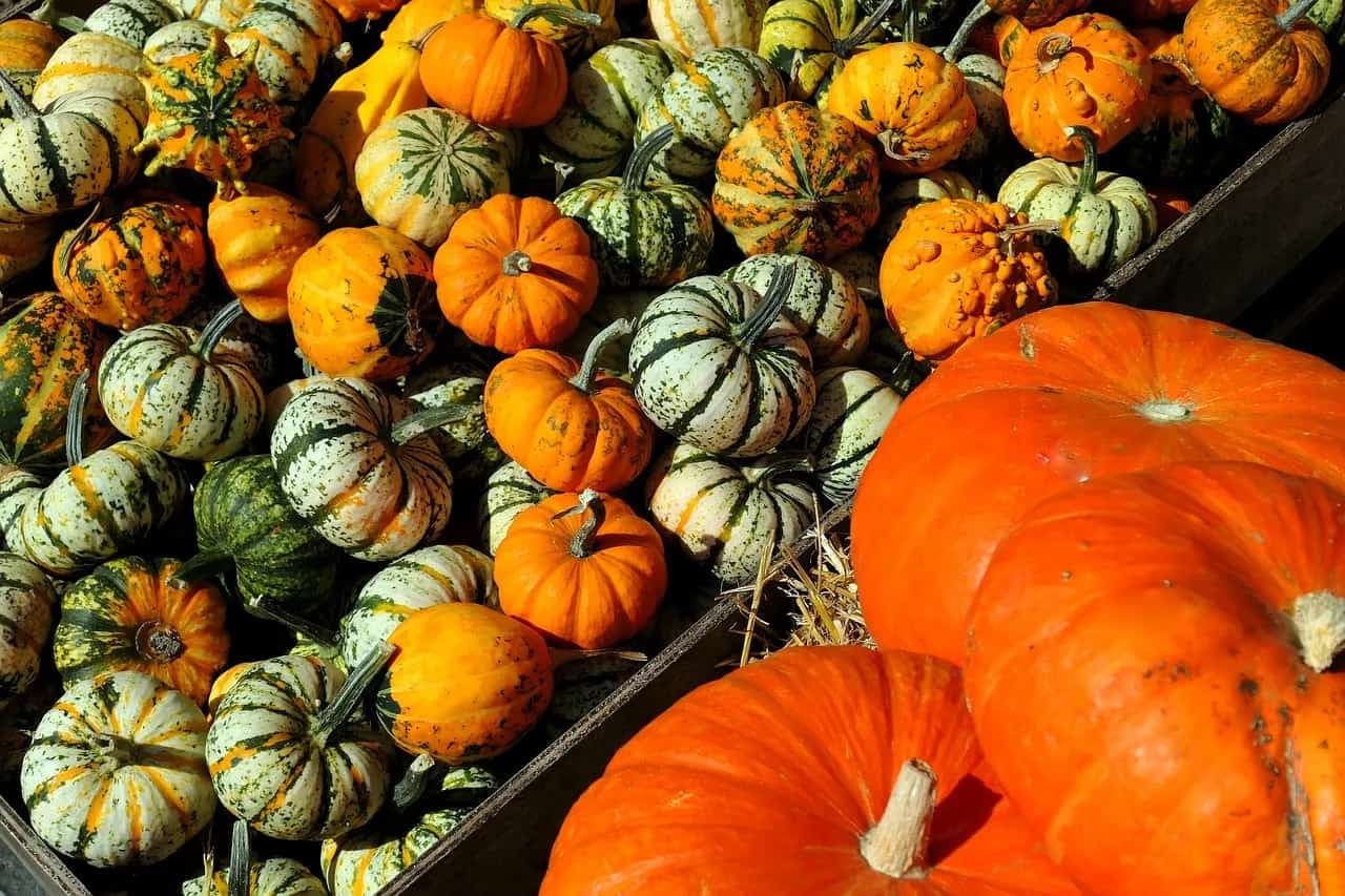 Kabocha Squash: 4 Reasons Why You Should Start Eating It 