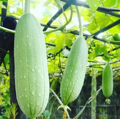 Your Bathing Sponge Is Actually Made From This Vegetable