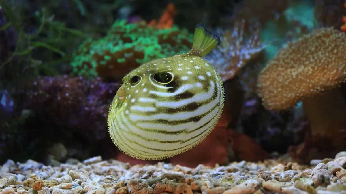 Fugu Fish: A Poisonous Delicacy Of Japan