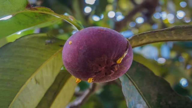 Trivia Time: Did You Know Which Fruit Is The Real 'Queen' Of Fruits?