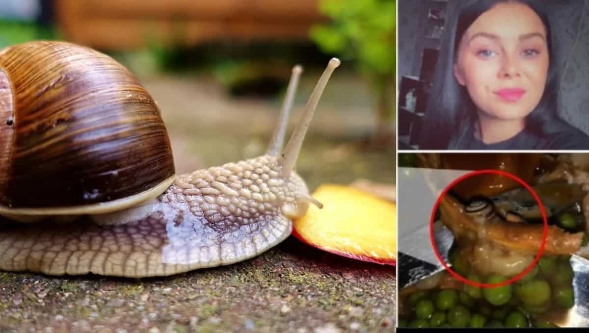 Viral: UK Woman Left Aghast After Discovering A Snail In Her Roast Dinner; 3 Well-Cooked Snail Recipes That You Can Try 
