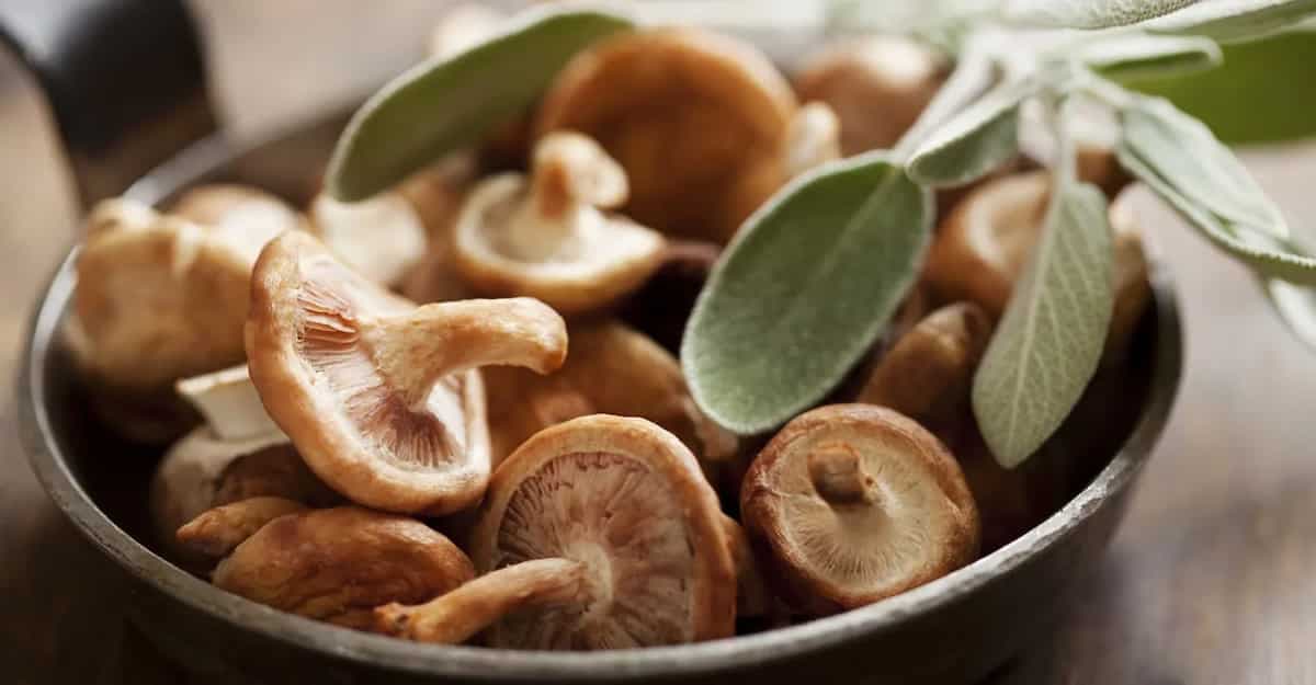 4 Types Of Edible Mushrooms Found In India