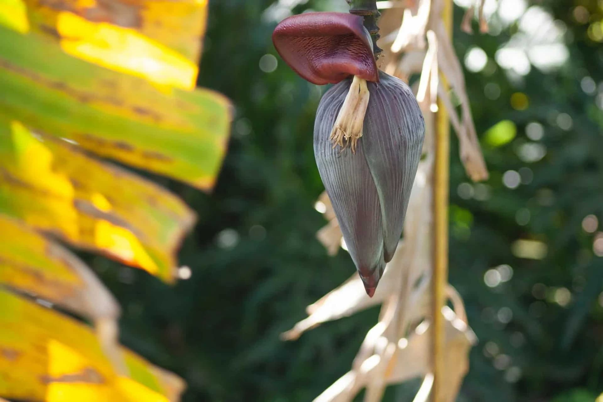 The Art Of Cooking With Indigenous Flowers