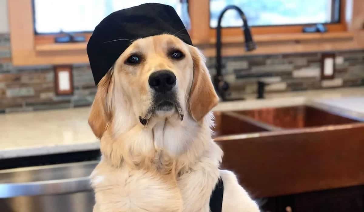 Viral: Cute Dog Chef Is Winning Hearts With Cooking Skills