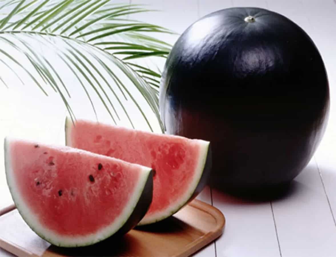 Densuke: The Unique Watermelon That Can Cost You A Fortune