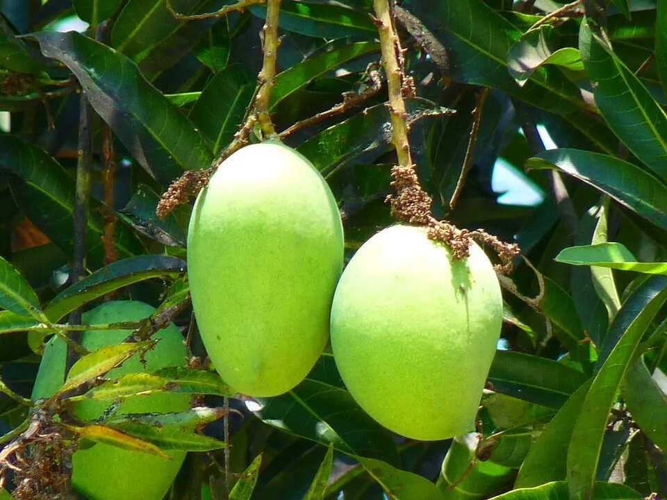 5 Best Mango Recipes You Must Try